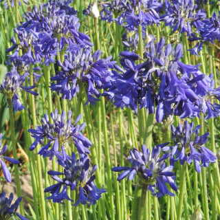 Plantes Vivaces AGAPANTHUS 'Cobalt Blue' - Agapanthe en vente - Pépinière Lepage .