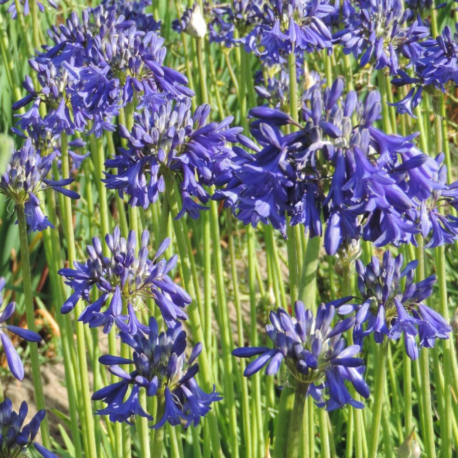 Plantes Vivaces AGAPANTHUS 'Cobalt Blue' - Agapanthe en vente - Pépinière Lepage .