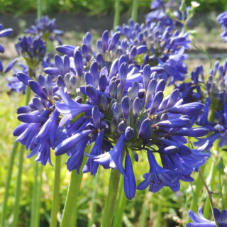 Plantes Vivaces AGAPANTHUS 'Cobalt Blue' - Agapanthe en vente - Pépinière Lepage .