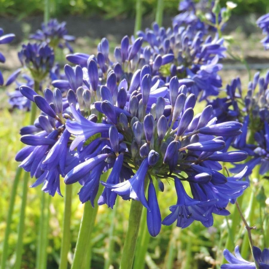 Plantes Vivaces AGAPANTHUS 'Cobalt Blue' - Agapanthe en vente - Pépinière Lepage .