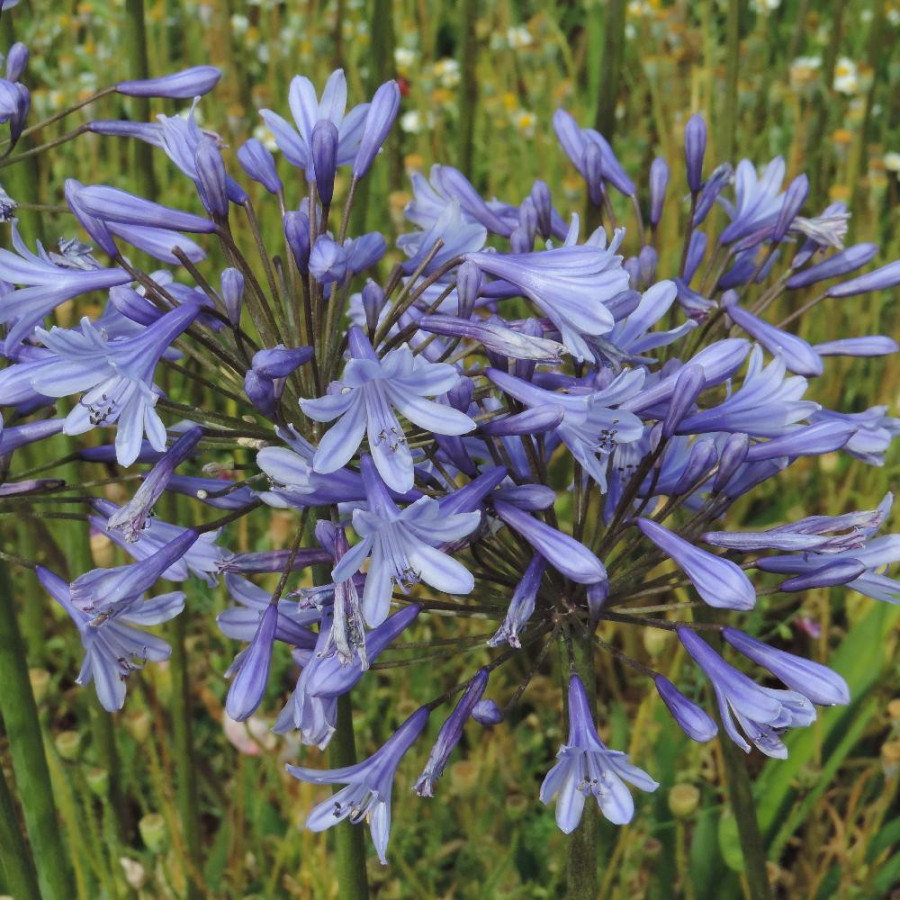 Plantes Vivaces AGAPANTHUS 'Columba' - Agapanthe en vente - Pépinière Lepage .