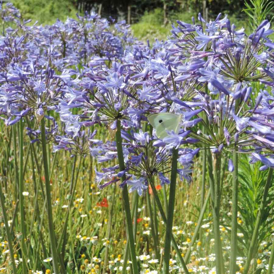 Plantes Vivaces AGAPANTHUS 'Columba' - Agapanthe en vente - Pépinière Lepage .