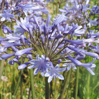 Plantes Vivaces AGAPANTHUS 'Columba' - Agapanthe en vente - Pépinière Lepage .