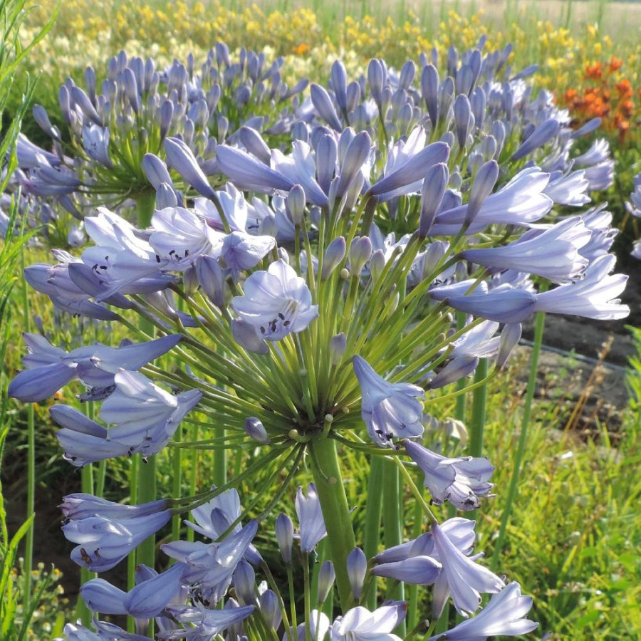 Plantes Vivaces AGAPANTHUS 'Donau' - Agapanthe en vente - Pépinière Lepage .