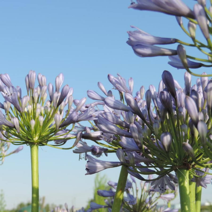 Plantes Vivaces AGAPANTHUS 'Donau' - Agapanthe en vente - Pépinière Lepage .