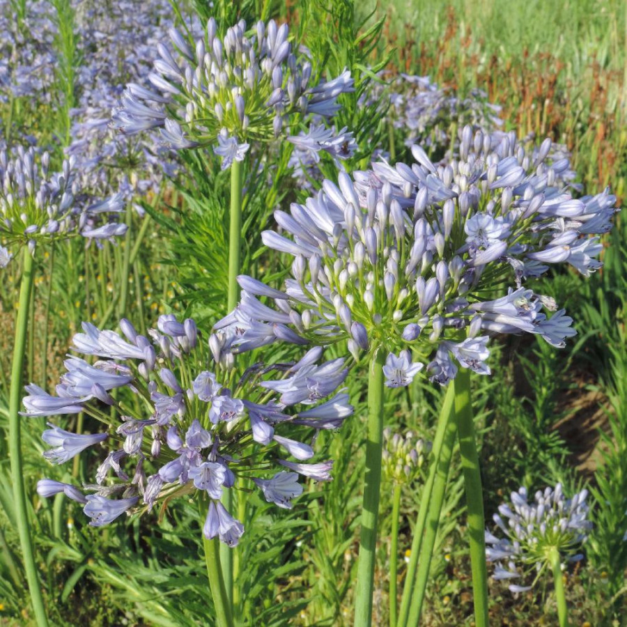 Plantes Vivaces AGAPANTHUS 'Donau' - Agapanthe en vente - Pépinière Lepage .