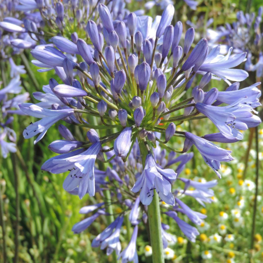 Plantes Vivaces AGAPANTHUS 'Dr Brouwer' - Agapanthe en vente - Pépinière Lepage .