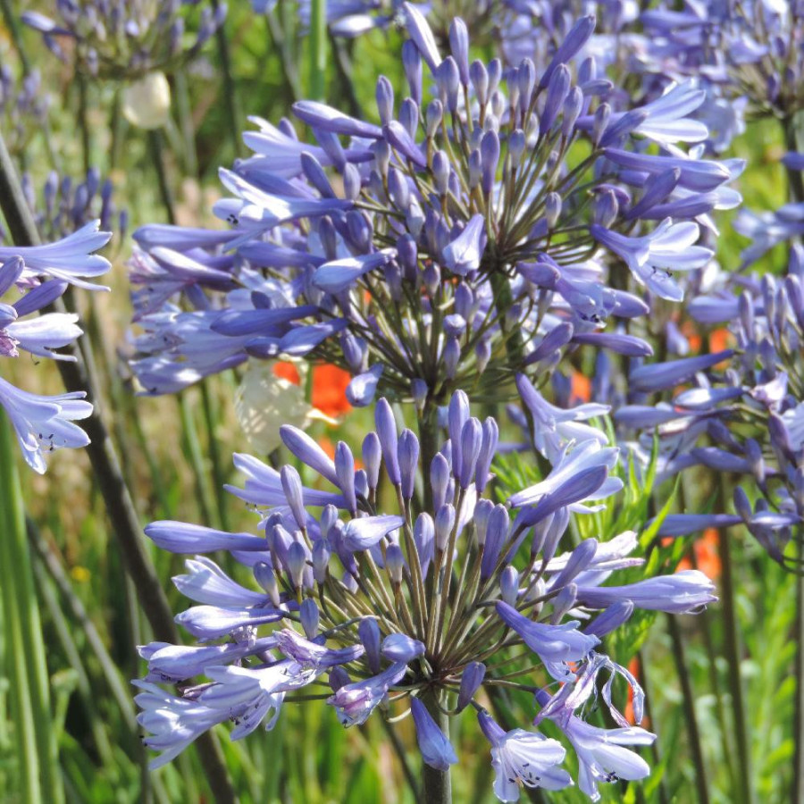 Plantes Vivaces AGAPANTHUS 'Dr Brouwer' - Agapanthe en vente - Pépinière Lepage .