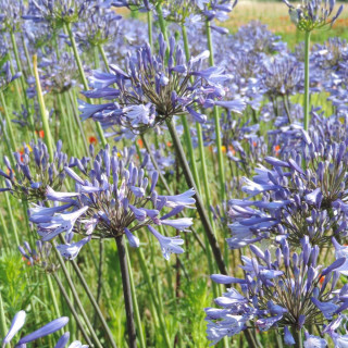 Plantes Vivaces AGAPANTHUS 'Dr Brouwer' - Agapanthe en vente - Pépinière Lepage .