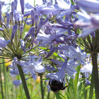 Plantes Vivaces AGAPANTHUS 'Dr Brouwer' - Agapanthe en vente - Pépinière Lepage .