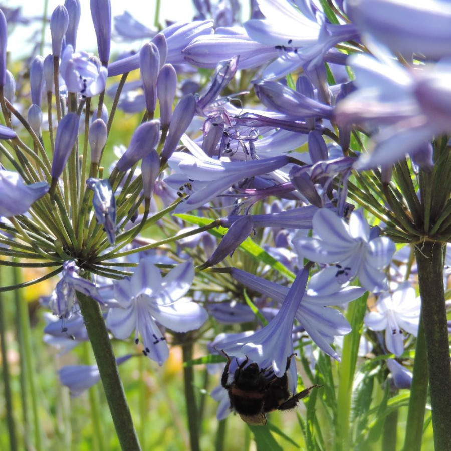 Plantes Vivaces AGAPANTHUS 'Dr Brouwer' - Agapanthe en vente - Pépinière Lepage .
