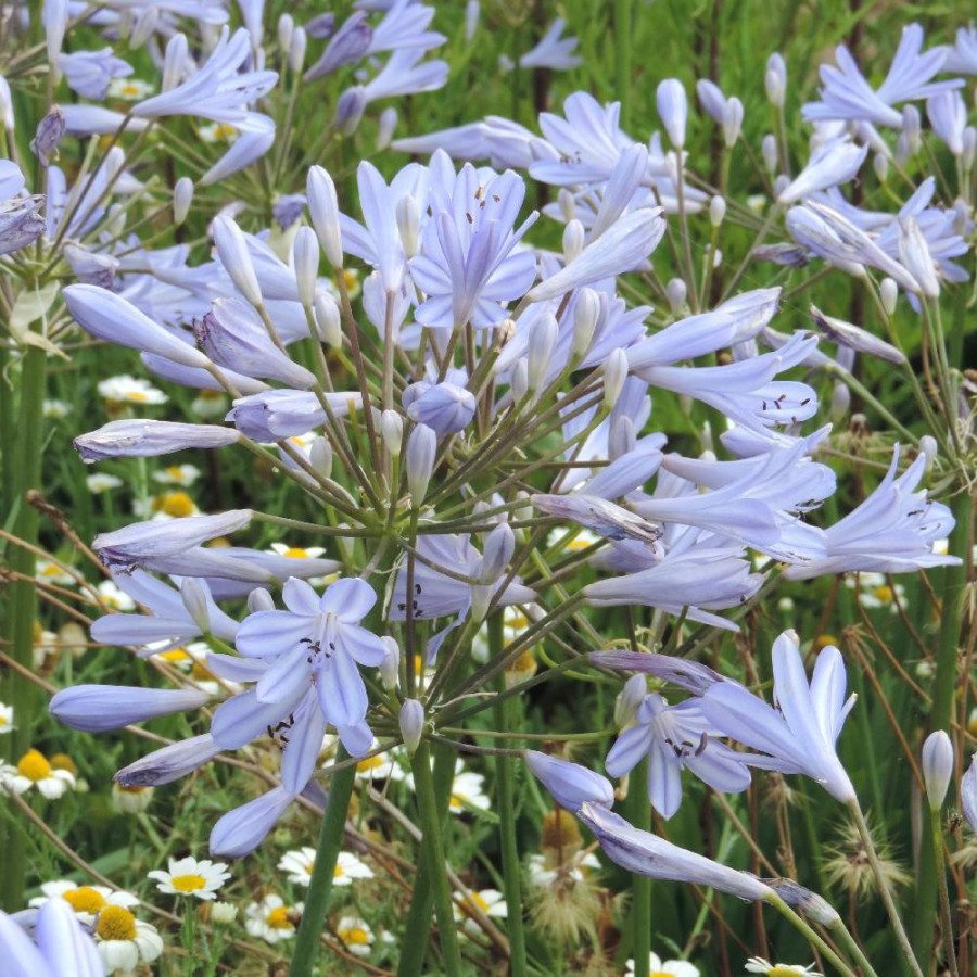 Plantes Vivaces AGAPANTHUS 'Peter Pan' - Agapanthe en vente - Pépinière Lepage .
