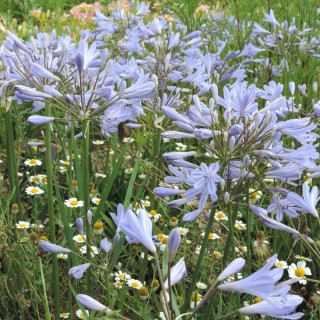 Plantes Vivaces AGAPANTHUS 'Peter Pan' - Agapanthe en vente - Pépinière Lepage .