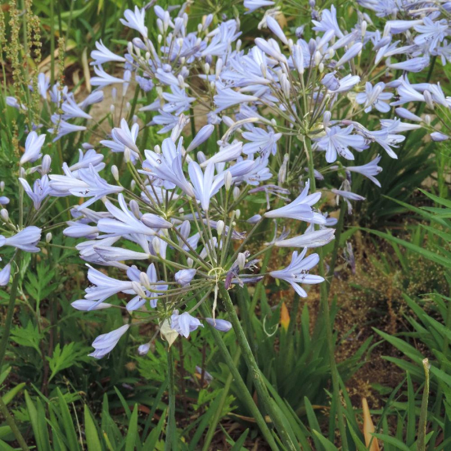 Plantes Vivaces AGAPANTHUS 'Peter Pan' - Agapanthe en vente - Pépinière Lepage .