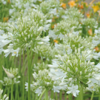 Plantes Vivaces AGAPANTHUS 'Polar Ice' - Agapanthe en vente - Pépinière Lepage .