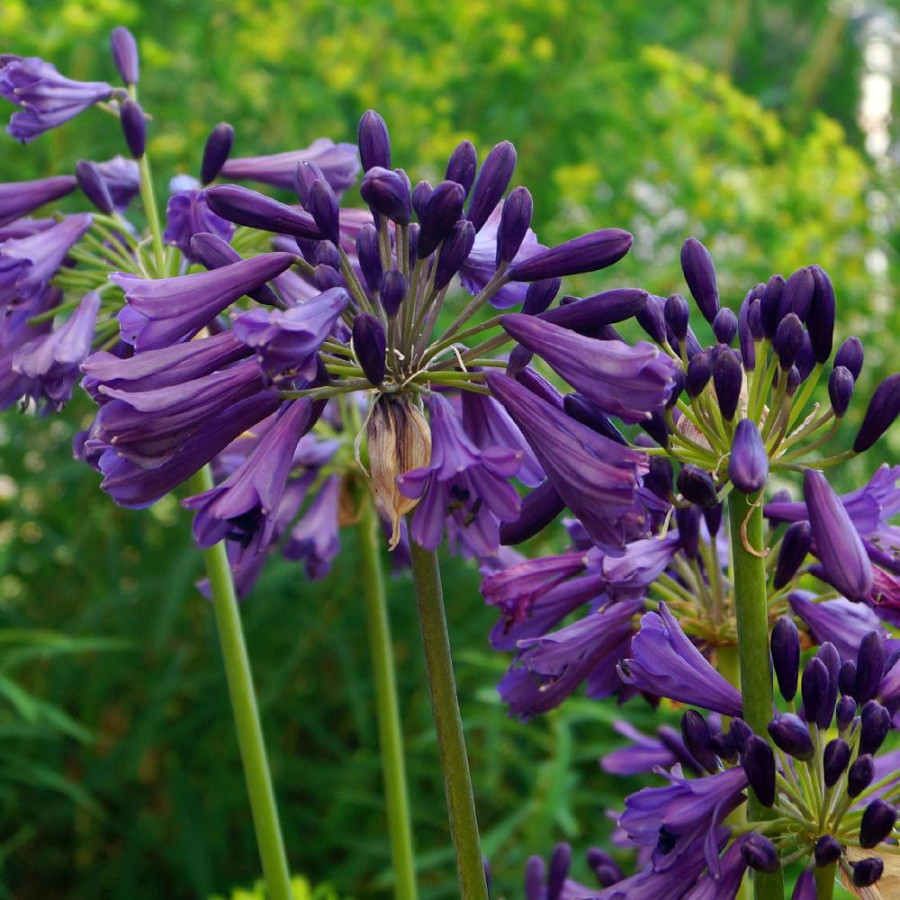 AGAPANTHUS 'Poppin' Purple' ®