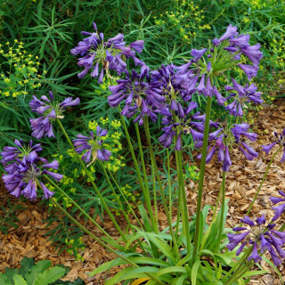 AGAPANTHUS 'Poppin' Purple' ®