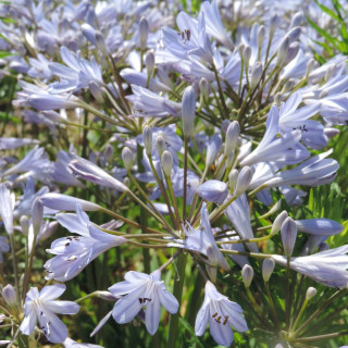Plantes Vivaces AGAPANTHUS 'Rosewarne' - Agapanthe en vente - Pépinière Lepage .