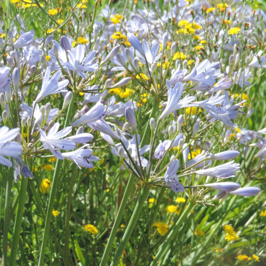 Plantes Vivaces AGAPANTHUS 'Rosewarne' - Agapanthe en vente - Pépinière Lepage .