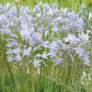 Plantes Vivaces AGAPANTHUS 'Rosewarne' - Agapanthe en vente - Pépinière Lepage .