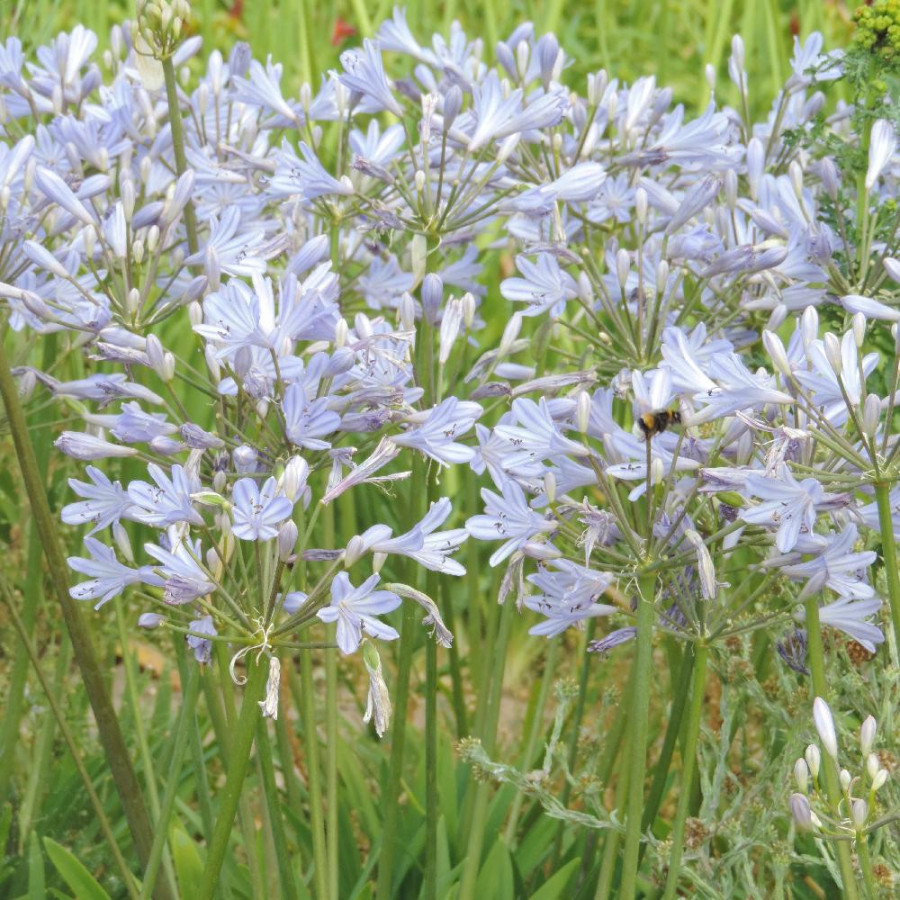 Plantes Vivaces AGAPANTHUS 'Rosewarne' - Agapanthe en vente - Pépinière Lepage .