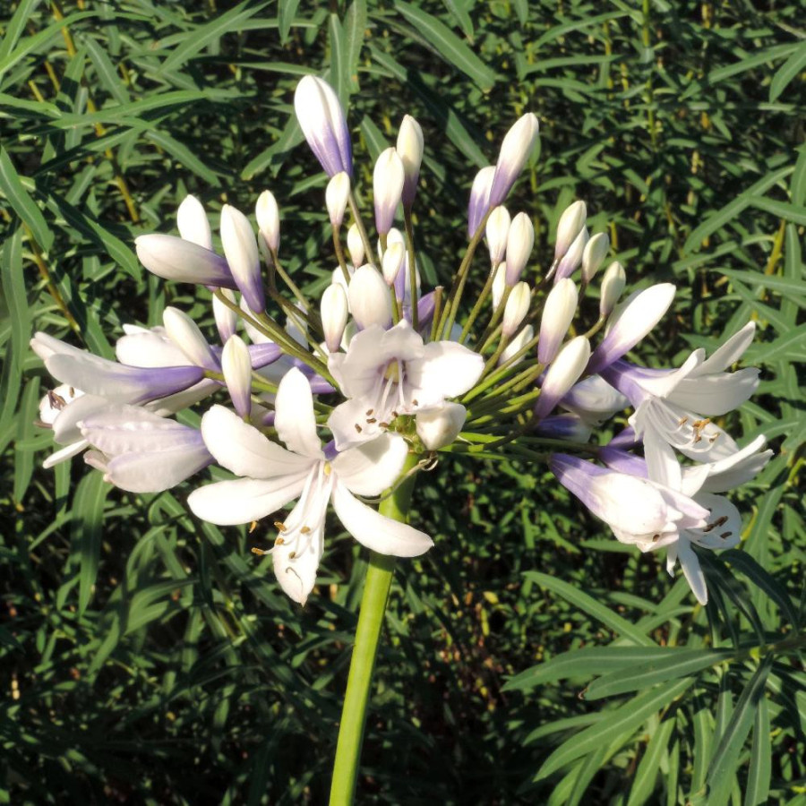 Plantes Vivaces AGAPANTHUS 'Twister' ® - Agapanthe en vente - Pépinière Lepage .