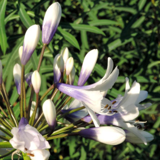 Plantes Vivaces AGAPANTHUS 'Twister' ® - Agapanthe en vente - Pépinière Lepage .