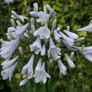 Plantes Vivaces AGAPANTHUS 'Windsor Grey' - Agapanthe en vente - Pépinière Lepage .