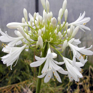 Plantes Vivaces AGAPANTHUS africanus 'Albus' - Agapanthe d'Afrique en vente - Pépinière Lepage .