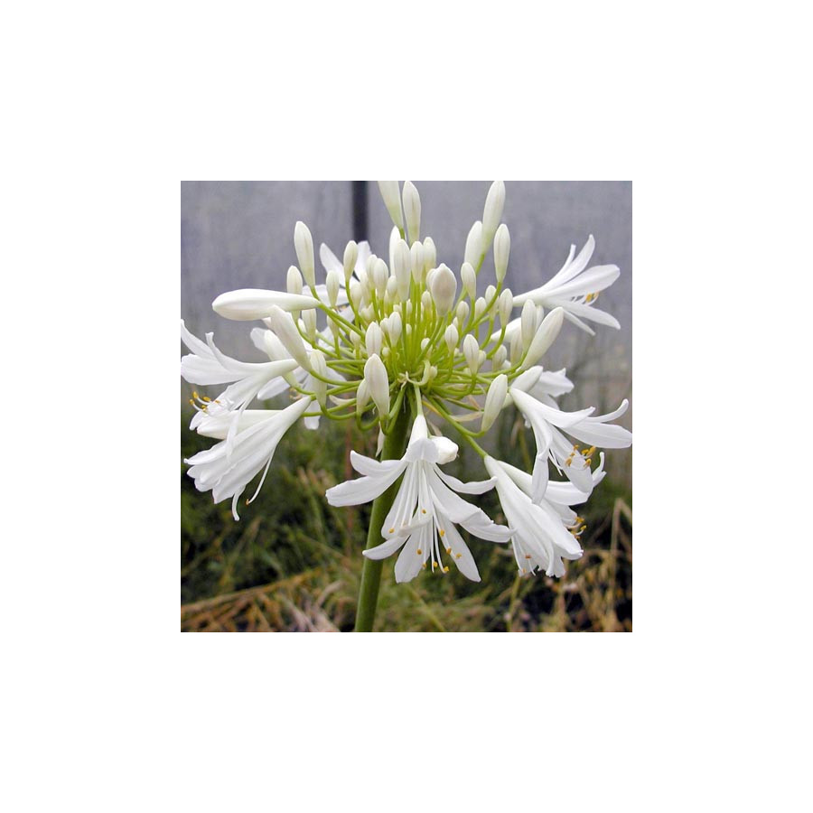 Plantes Vivaces AGAPANTHUS africanus 'Albus' - Agapanthe d'Afrique en vente - Pépinière Lepage .