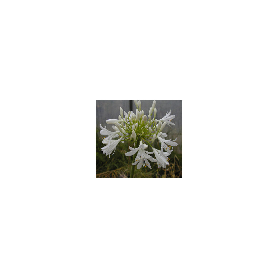 Plantes Vivaces AGAPANTHUS africanus 'Albus' - Agapanthe d'Afrique en vente - Pépinière Lepage .