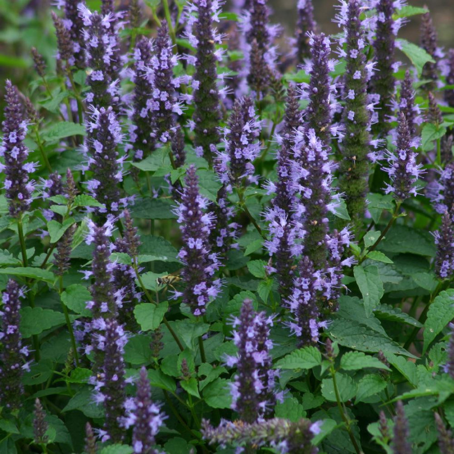 Plantes Vivaces AGASTACHE 'Astello Indigo' - Agastache en vente - Pépinière Lepage .