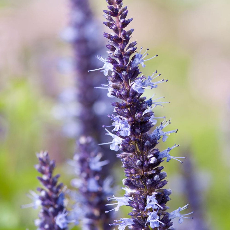 Plantes Vivaces AGASTACHE 'Astello Indigo' - Agastache en vente - Pépinière Lepage .