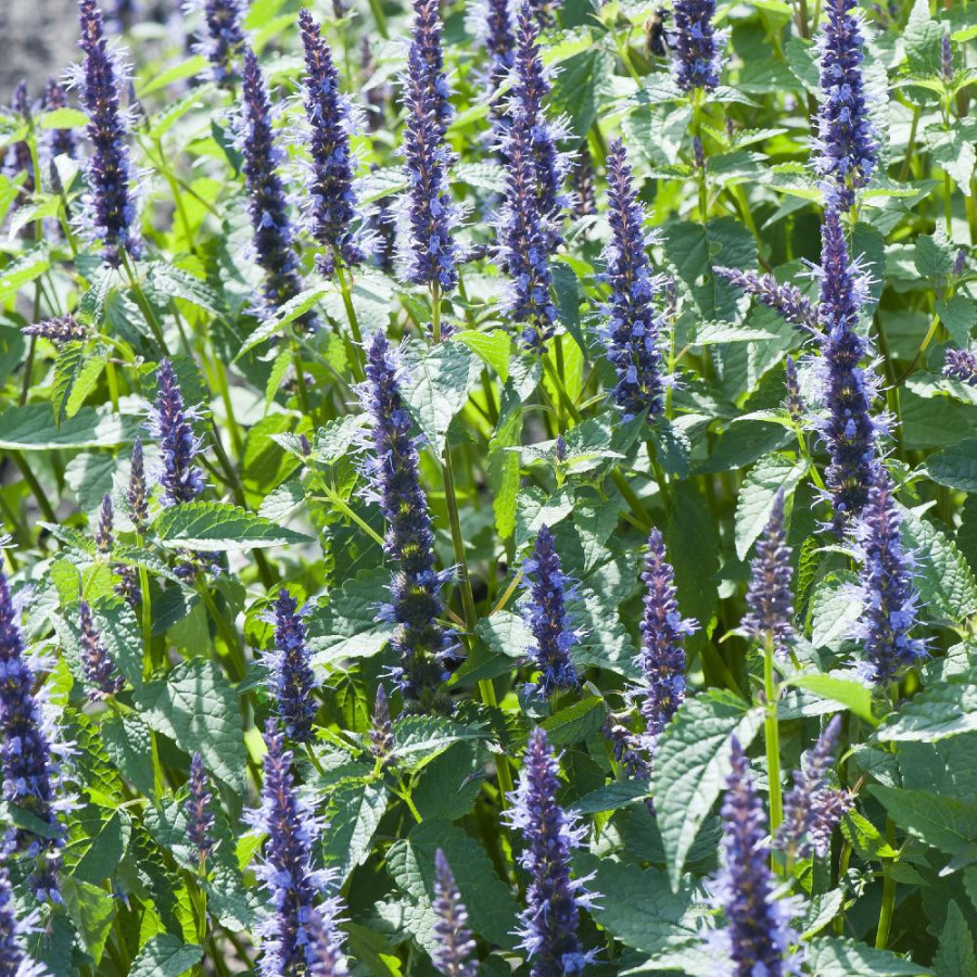 Plantes Vivaces AGASTACHE 'Astello Indigo' - Agastache en vente - Pépinière Lepage .