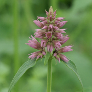 Plantes Vivaces AGASTACHE 'Ayala' - Agastache en vente - Pépinière Lepage .