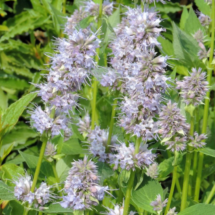 Plantes Vivaces AGASTACHE 'Blue Fortune' - Agastache en vente - Pépinière Lepage .