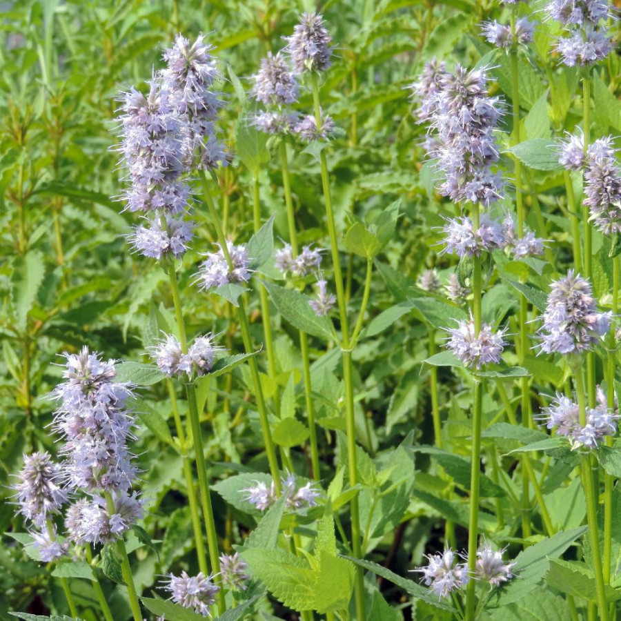 Plantes Vivaces AGASTACHE 'Blue Fortune' - Agastache en vente - Pépinière Lepage .