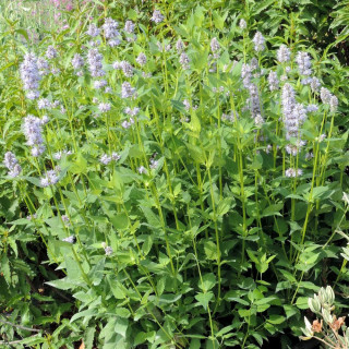 Plantes Vivaces AGASTACHE 'Blue Fortune' - Agastache en vente - Pépinière Lepage .