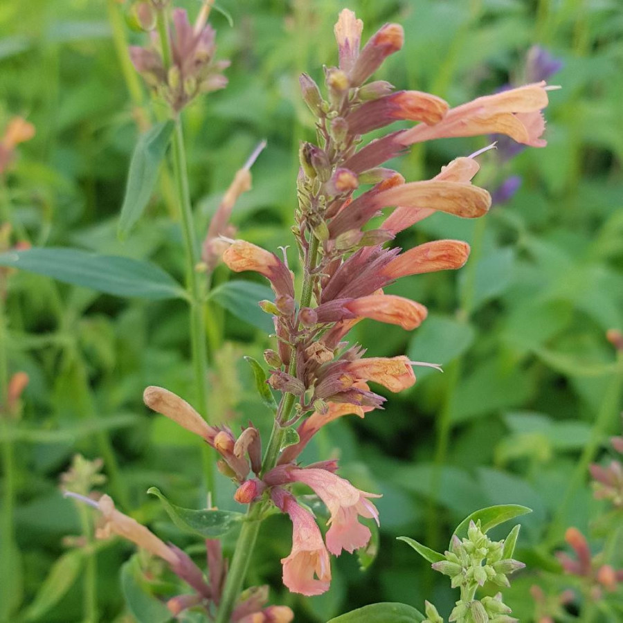 Plantes Vivaces AGASTACHE 'Kolibri' - Agastache en vente - Pépinière Lepage .