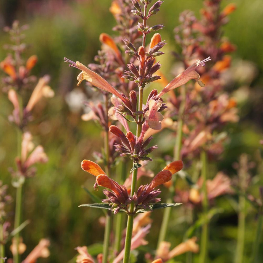 Plantes Vivaces AGASTACHE 'Kolibri' - Agastache en vente - Pépinière Lepage .