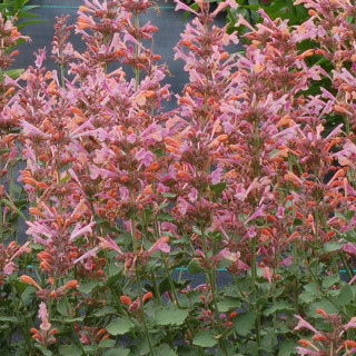 Plantes Vivaces AGASTACHE 'Kudos Ambrosia' ® - Agastache en vente - Pépinière Lepage .