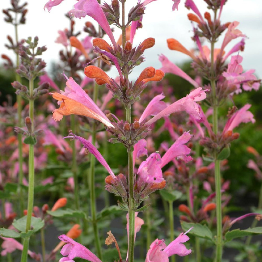 Plantes Vivaces AGASTACHE 'Kudos Ambrosia' ® - Agastache en vente - Pépinière Lepage .