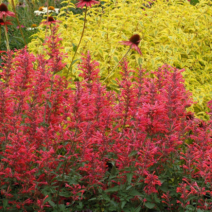 Plantes Vivaces AGASTACHE 'Kudos Coral' ® - Agastache en vente - Pépinière Lepage .