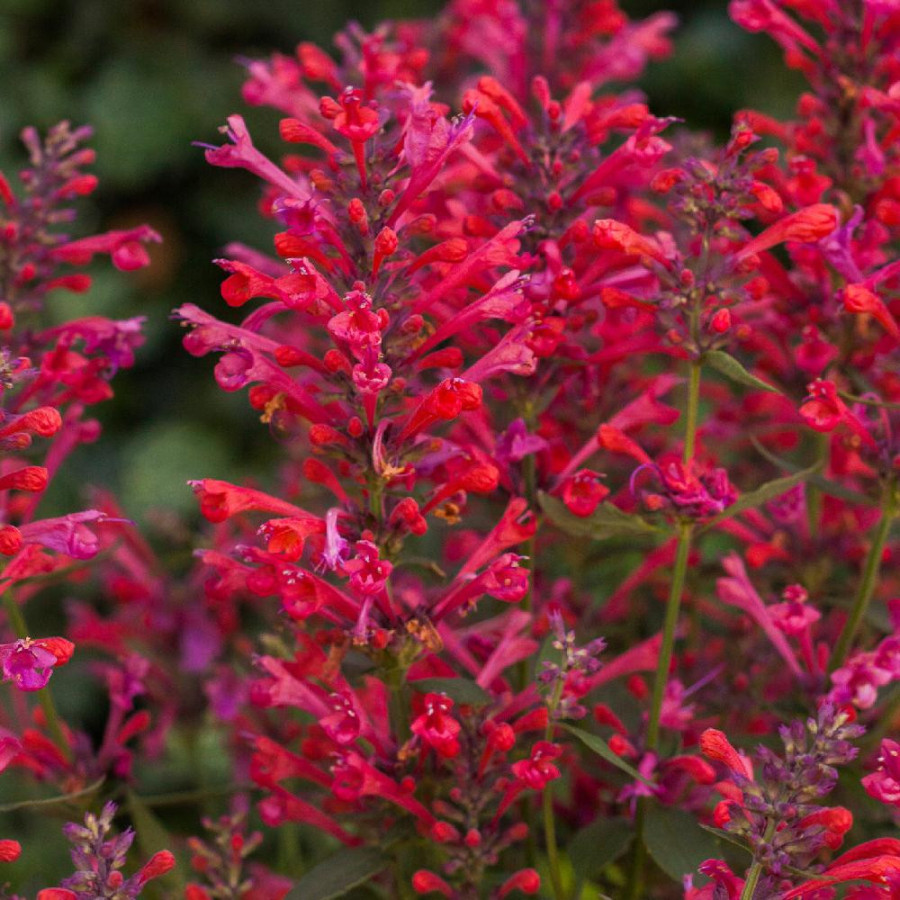 Plantes Vivaces AGASTACHE 'Kudos Coral' ® - Agastache en vente - Pépinière Lepage .