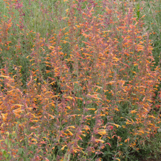 Plantes Vivaces AGASTACHE aurantiaca - Agastache dorée en vente - Pépinière Lepage .
