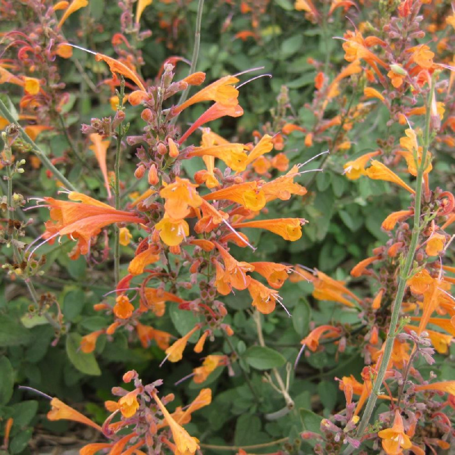 Plantes Vivaces AGASTACHE aurantiaca 'Tango' - Agastache en vente - Pépinière Lepage .