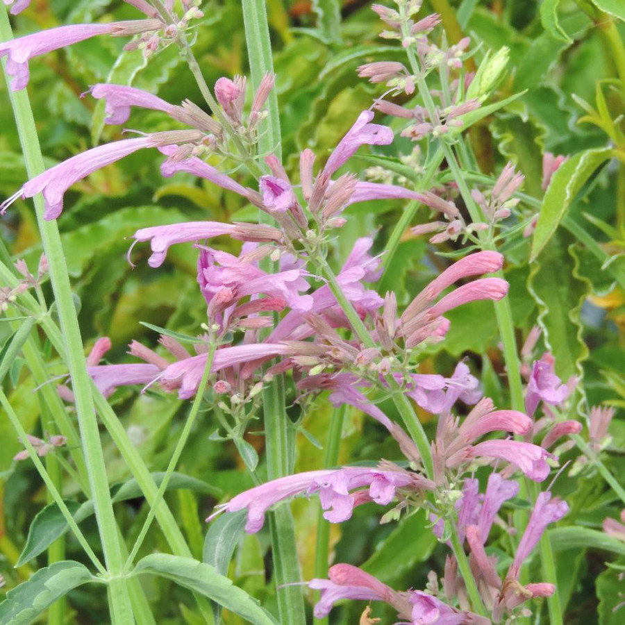 Plantes Vivaces AGASTACHE barberi 'Tutti Frutti' en vente - Pépinière Lepage .