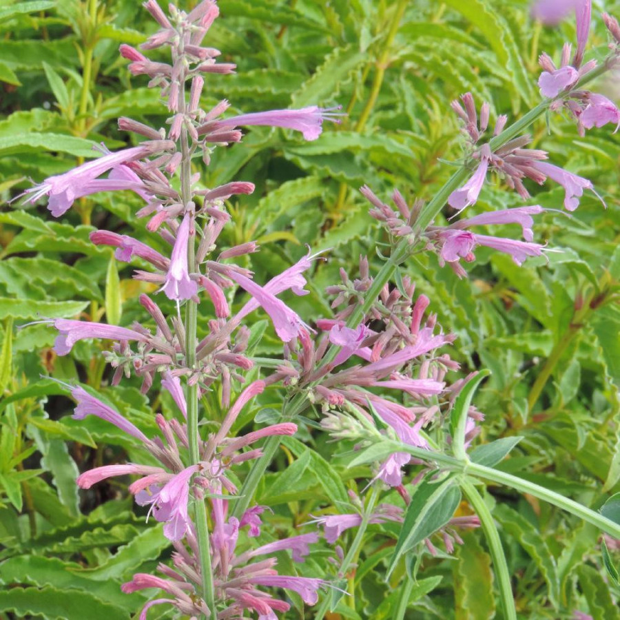 Plantes Vivaces AGASTACHE barberi 'Tutti Frutti' en vente - Pépinière Lepage .