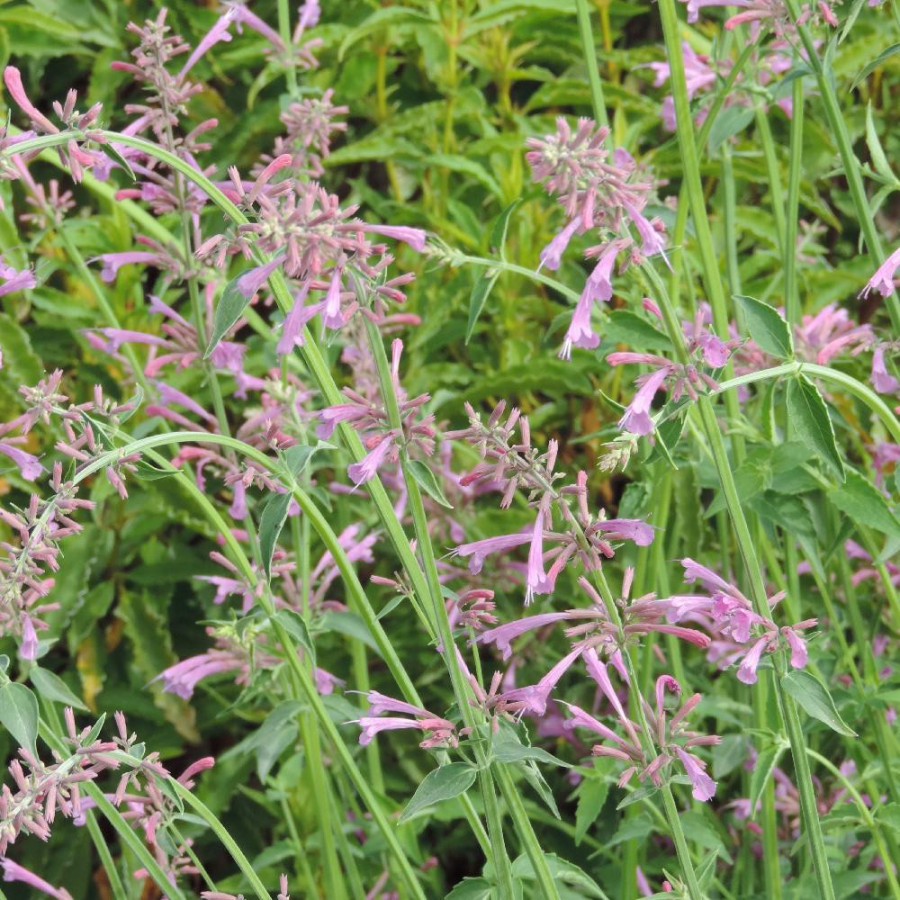 Plantes Vivaces AGASTACHE barberi 'Tutti Frutti' en vente - Pépinière Lepage .