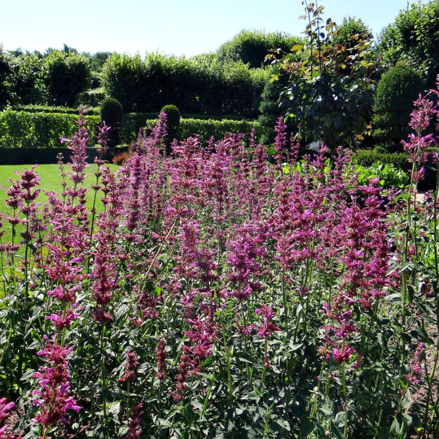 AGASTACHE mexicana 'Red Fortune' ®